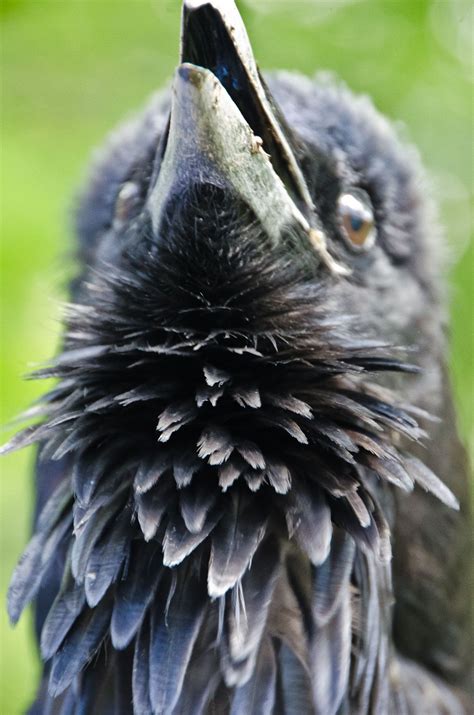 favorite throat raven.